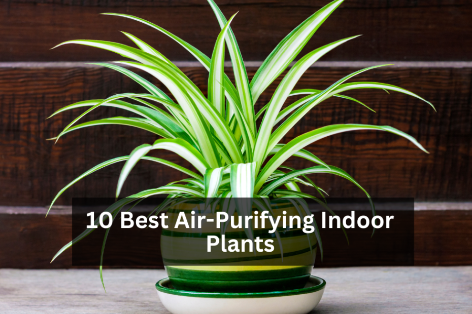 10 Best Air-Purifying Indoor Plants