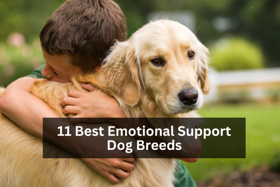 11 Best Emotional Support Dog Breeds