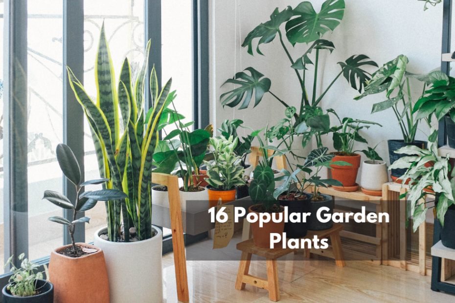 16 Popular Garden Plants