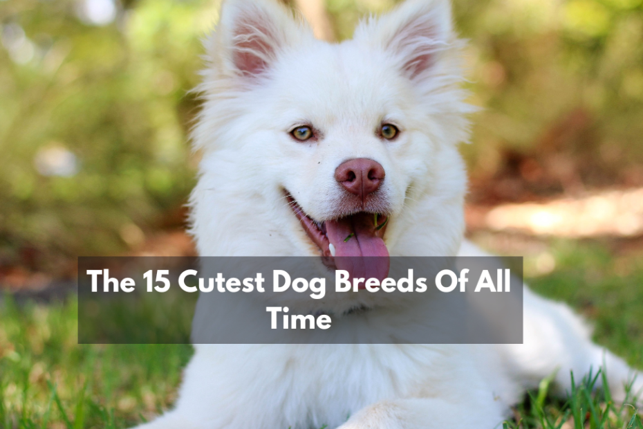 The 15 Cutest Dog Breeds Of All Time
